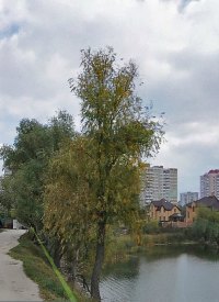 Где в Киеве купить участок под строительство? Где в Киеве купить участок под строительство?